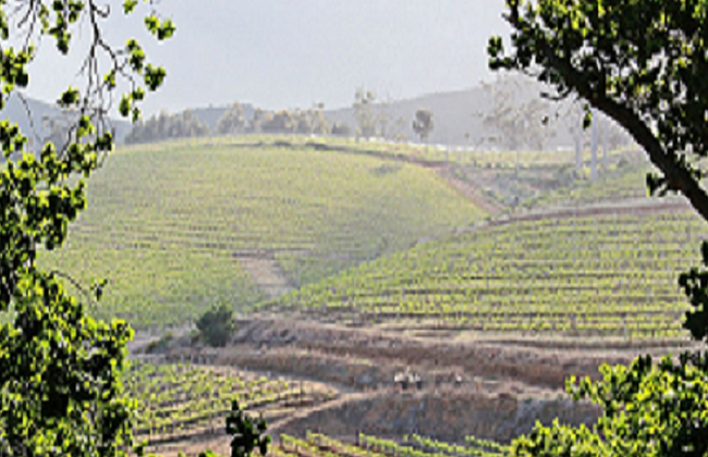 Experiencia en los viñedos de Constantia - Foto 2